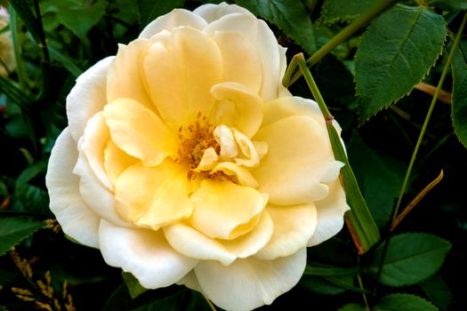 Beautiful pink rose in a garden, spring, nature