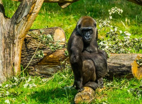 closeup of a western gorilla, critically endangered animal specie from Africa