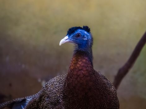 the face of a male great argus pheasant in closeup, near threatened bird specie from Asia