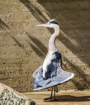 closeup of a grey heron standing in funny position with its wings, common bird specie from Eurasia