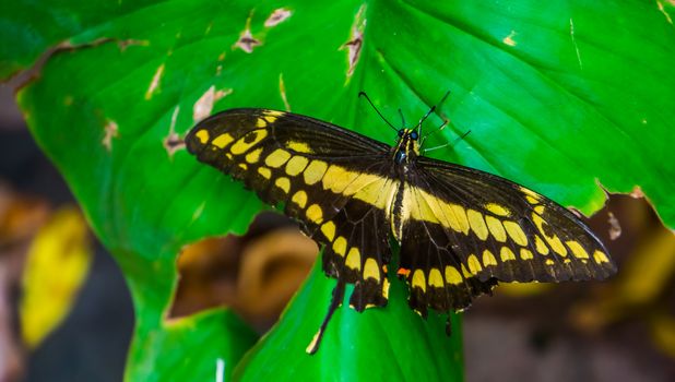 closeup of a beautiful swallowtail butterfly with open wings, Tropical insect specie from America