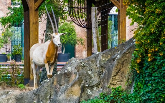 portrait of scimitar oryx, animal specie that is extinct in the wild, antelope with long horns