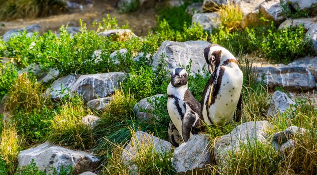 African penguin couple together on some rocks, Endangered animal specie from Africa