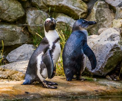 two black footed penguins together in closeup, Endangered animal specie from Africa