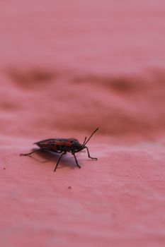 Redbug on pink wall closeup with blurred background.