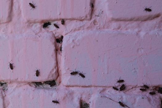 A lot of redbugs on pink wall with blurred background.