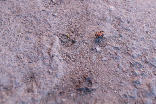 A lot of redbugs on pink wall with blurred background.