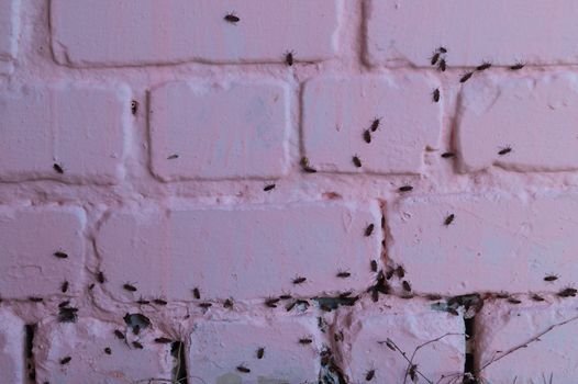 A lot of redbugs on pink wall with blurred background.