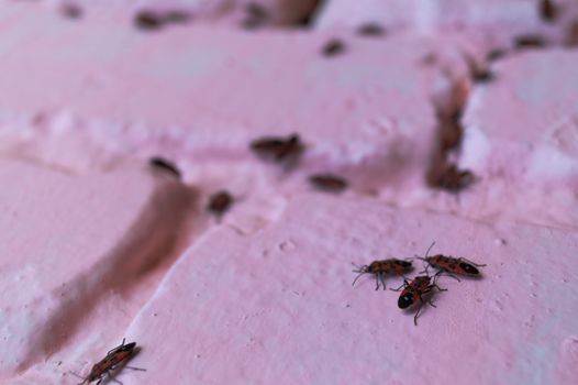 A lot of redbugs on pink wall with blurred background.