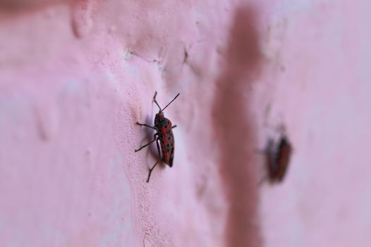 A lot of redbugs on pink wall with blurred background.