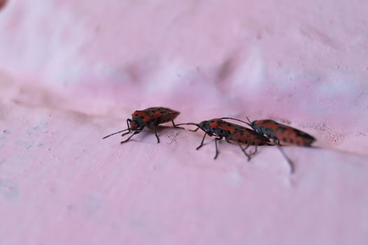 A lot of redbugs on pink wall with blurred background.