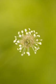 White wildflower on fully blurred green background.