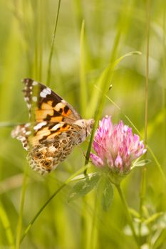 An orange butterfly on wildflower on soft green blurred background.