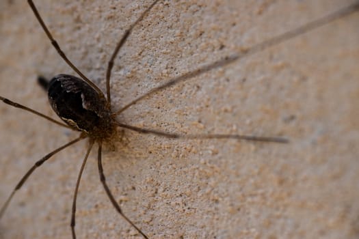 The black spider closeup on the orange wall with blurred background.