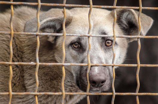 portrait of a mongrel dog with sad eyes in an iron cage behind bars close up