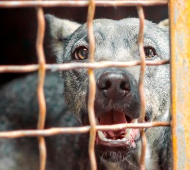 portrait of a mongrel dog with sad eyes in an iron cage behind bars close up
