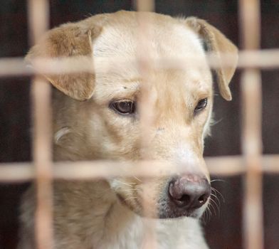 mongrel dog with sad eyes in an iron cage close up