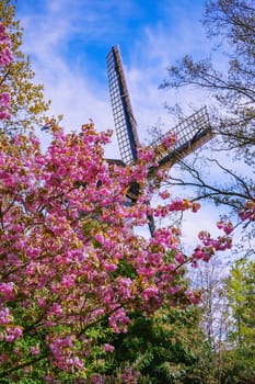 Spring in the Netherlands. Flowers and windmill
