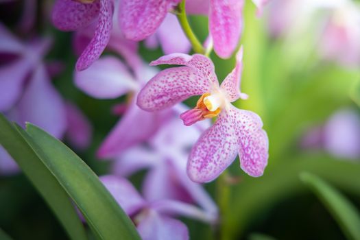 Beautiful blooming orchids in forest, On the bright sunshine