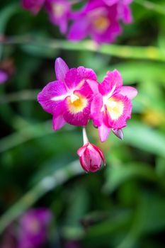 Beautiful blooming orchids in forest, On the bright sunshine