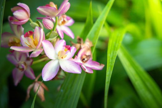 Beautiful blooming orchids in forest, On the bright sunshine