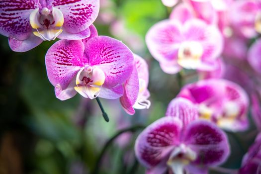 Beautiful blooming orchids in forest, On the bright sunshine