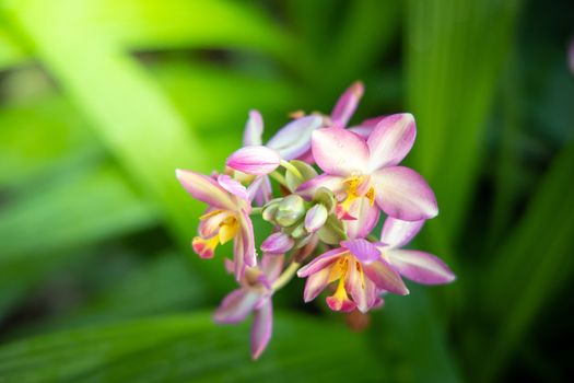 Beautiful blooming orchids in forest, On the bright sunshine