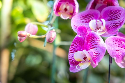 Beautiful blooming orchids in forest, On the bright sunshine