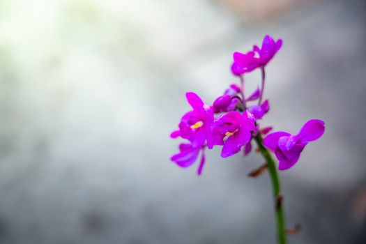 Beautiful blooming orchids in forest, On the bright sunshine