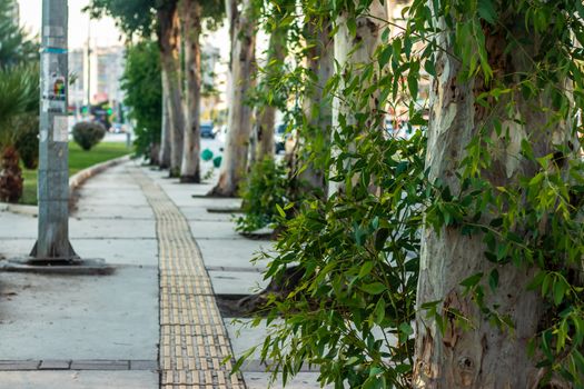 a cityscape shoot from a narrow area at walkway with pastel colored trees. photo has taken at izmir/turkey.