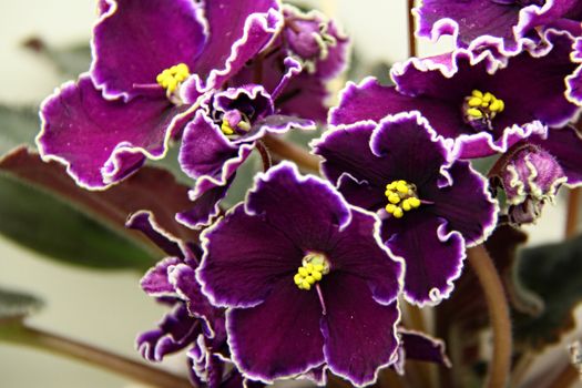 Beautiful Saintpaulia or Uzumbar violet. Purple indoor flowers close-up. Natural floral background.