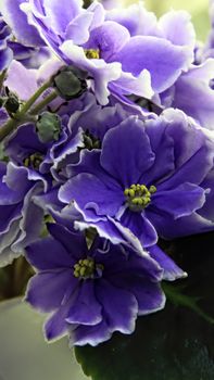 Beautiful Saintpaulia or Uzumbar violet. Dark blue indoor flowers close-up. Natural floral background.