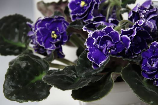 Beautiful Saintpaulia or Uzumbar violet. Dark blue indoor flowers close-up. Natural floral background.