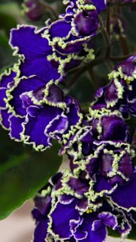 Beautiful Saintpaulia or Uzumbar violet. Dark blue indoor flowers close-up. Natural floral background.