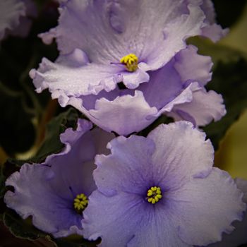 Floral background of beautiful pale blue flowers of African violet or Saintpaulia close-up