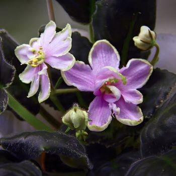 Beautiful Saintpaulia or Uzumbar violet. Pink indoor flowers close-up. Natural floral background.