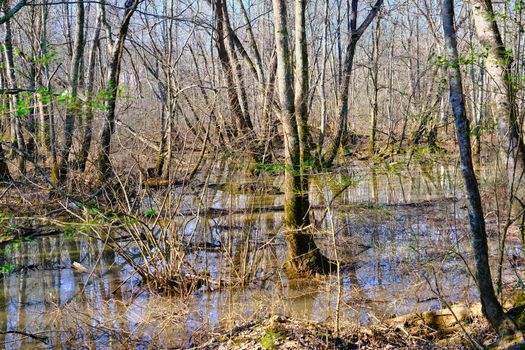 Flood Waters in Forest after Winter Rains