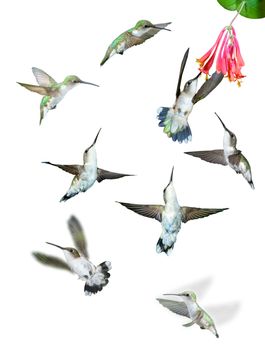 Group of hummingbirds isolated against white background.