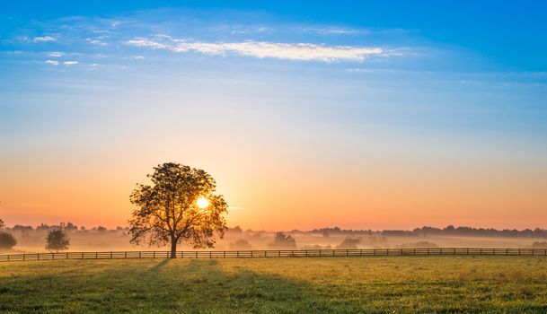 Sunrise Behind a Tree.