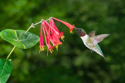 Male Ruby-Throated Hummingbird.