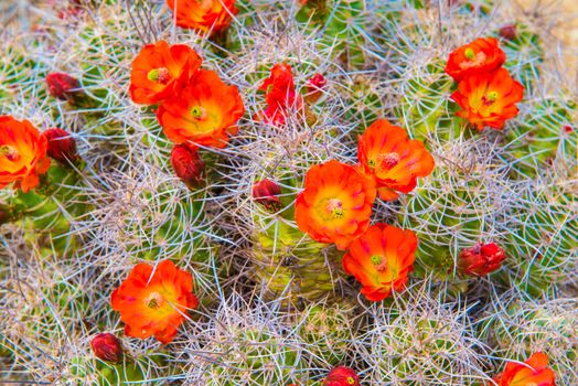 Mojave Mound Cactus Close up of Blooms.