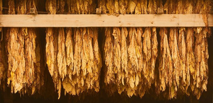 Curing Burley Tobacco Hanging in a Barn.