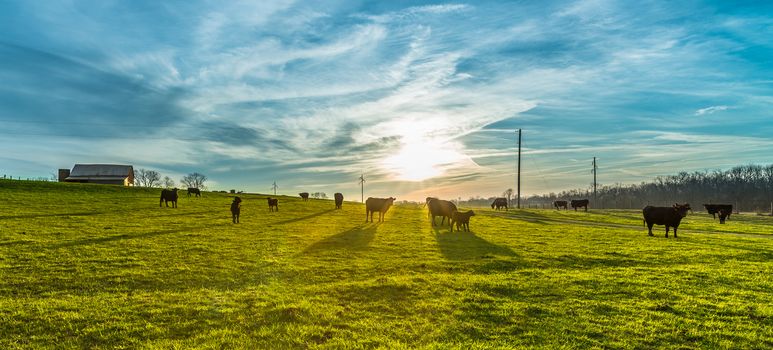 Cows grazing in the morning sun with sun behind them.