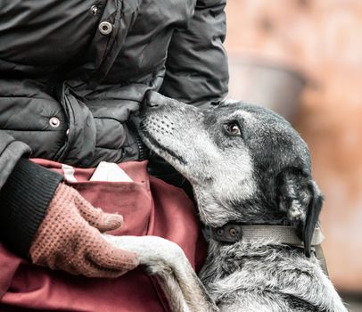 mongrel emotionally trustingly clings to his hand close up