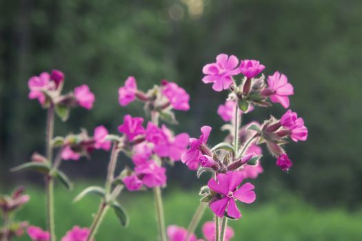 Flowers of a perennial plant Silene dioica known as Red campion or Red catchfly on a forest edge in the summer.