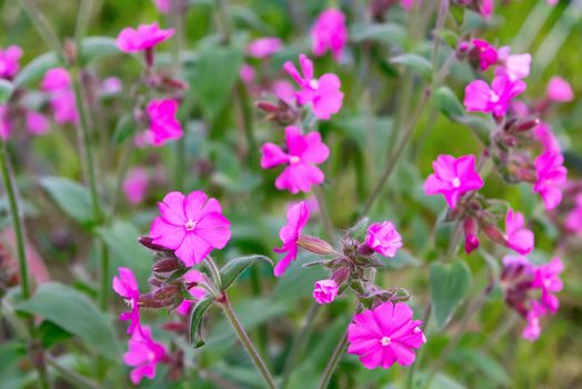 Flowers of a perennial plant Silene dioica known as Red campion or Red catchfly on a forest edge in the summer.