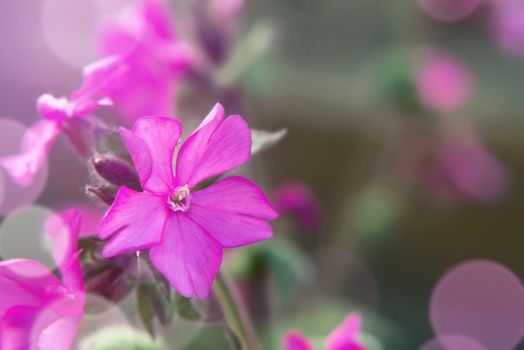 Close up image of Flowers of a perennial plant Silene dioica known as Red campion or Red catchfly on a forest edge in the summer.