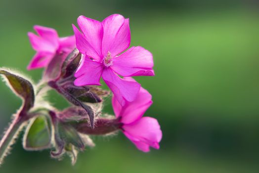 Close up image of Flowers of a perennial plant Silene dioica known as Red campion or Red catchfly on a forest edge in the summer.