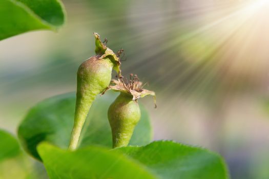 Small ovaries of pear on a tree branch in spring garden.