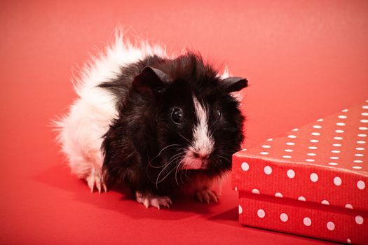 Close up shot of a tiny cute guinea pig next to a red gift box with white polka dots on red background.